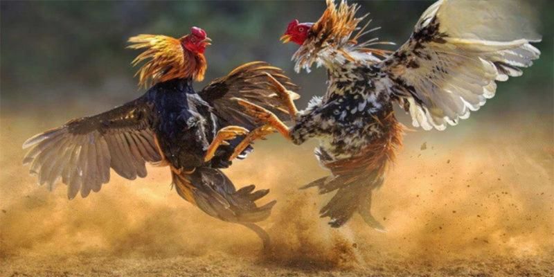 Đá gà trực tiếp tại 33WIN được nhiều cược thủ yêu mến và tin tưởng Đá gà trực tiếp tại 33WIN được nhiều cược thủ yêu mến và tin tưởng